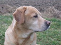 labrador_retriever_1_20211130_1004945156